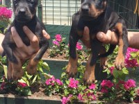Sağlık ve ırk garantili king doberman yavrularım