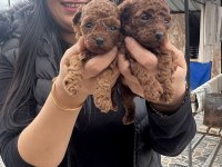 Ufacık Toy Poodle Yavrularım