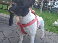 2 YAŞINDA DİŞİ FRENCH BULLDOG
