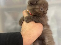 Dişi scottish fold