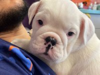 Dişi özel İngiliz bulldog