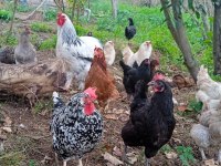KARIŞIK KÖY TAVUKLARI