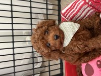 Poodle Köpeğimiz
