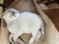 Scottish fold yavru