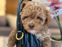 Maltipoo Bebeklerimiz Gelmiştir