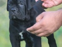 Can Dostunuz Cane Corso Kapıda Ödeme Mevcuttur