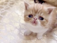 Safkan Şecereli Exotic Shorthair Garfıeld yavrum