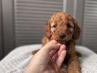 Red maltipoo