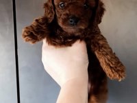 Red Brown Poodle Yavru