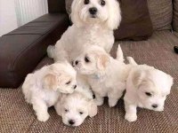 Maltese Terrier Yavrularımız Canlı Görerek Alabilirsiniz