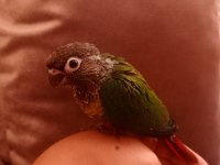 El besleme konur bebek