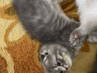 Yavru scottish fold 2 aylık