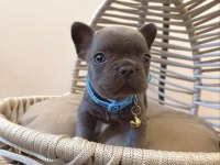 Dişi ve erkek her renkte mevcut french bulldog yavrularım