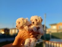 SAF KAN MALTESE SIFIR NUMARA YAVRULARIM