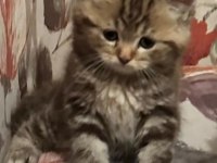 Golden tabby ve british short-longhair yavrularımız
