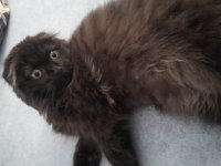 3 aylik Tuvalet eğitimli çirkin kral scottish fold