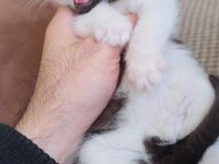 British shorthair çikolata bicolor