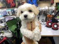 Maltese 1 numara