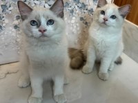 ŞECERELİ ANNE VE BABADAN SAFKAN RAGDOLL YAVRULAR