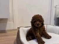 Irk Garantili Toy Poodle 