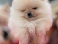 SHOW KALİTE POMERANİAN BEBEKLER