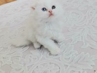 British longhair bebekler teslime hazır