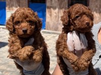 Toy poodle yavrularımız