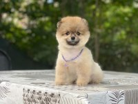 Pomeranian Boo Yavrularımız