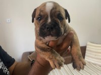Exotic İngiliz bulldog yavrularımız