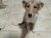 3.5 aylık rough collie lessie yavrularım