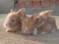 Aslanbaş ve teddy lop tavşanı yavrular