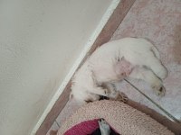Jack russell anne ,malta terrier baba