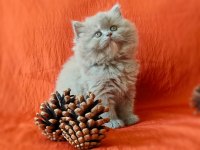 Muhteşem British Longhair Yavrular 