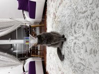 British longhair gümüşüm güzel kızım