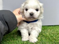 MALTESE TERRİER CİNSLERİ