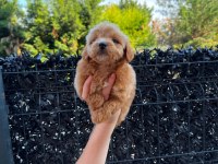 Maltipoo Yavrumuz