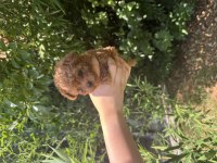 Evde büyüyen teacup ve toy boy poodle yavrular