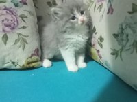 Yavru british longhair