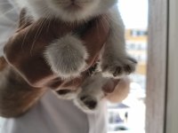 Sütten yeni kesilmiş scottish fold ve İran chinchilla yavru