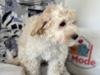 Wc eğitimli aşılı pasaportlu maltipoo yavrular