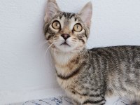 ÇOK ACİL SON 5 GÜNÜ KALDI TEKİR