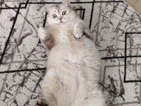 3,5 yaşında dişi british shorthair