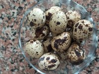 Sağlıklı Yavru, dişi erkek bıldırcın mevcuttur