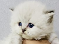 By1125 şecereli british longhair