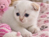 Scottish Fold Yavrularımız