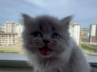 2 AYLIK BRİTİSH YAVRUMUZ YUVASINI ARIYOR