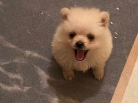 Mini pomeranian spitz yavruları