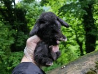 Mini lop tavşanı bebeklerimiz