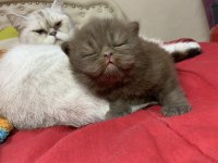 British shorthair chocolate