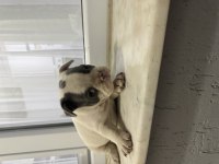 Blue piet french bulldog